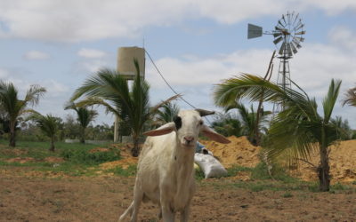 Les aventures de Déclic Écologique au Sénégal #3 Kaydara, école d’agroécologie